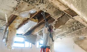 Best Mold Remediation for Healthcare Facilities in Wolcott, IN